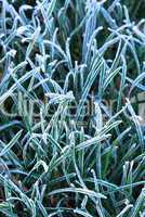 Frosty grass