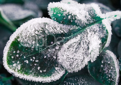 Frosty leaf