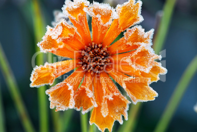 Frosty flower