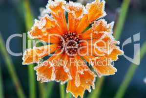 Frosty flower