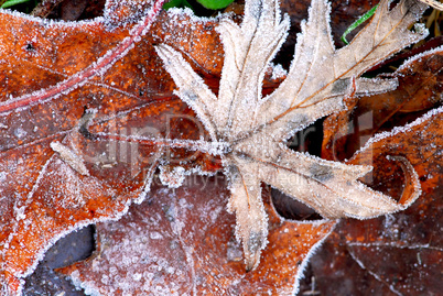 Frosty leaves