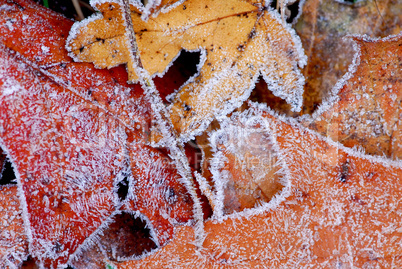 Frosty leaves