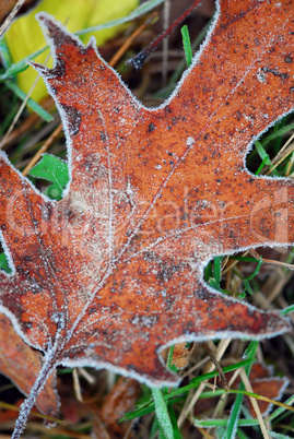 Frosty leaves