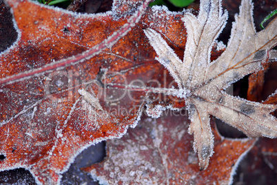 Frosty leaves