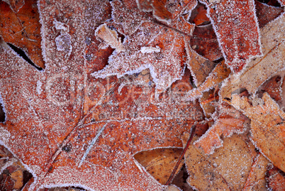 Frosty leaves