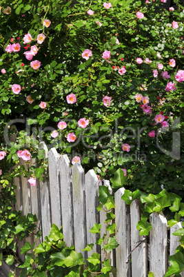 Garden fence with roses