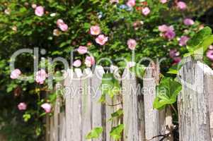 Garden fence with roses