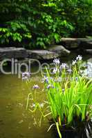 Purple irises in pond