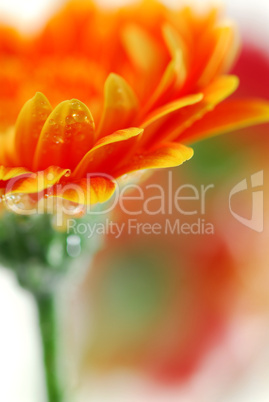 Gerbera flowers