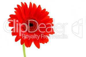 Red gerbera flower