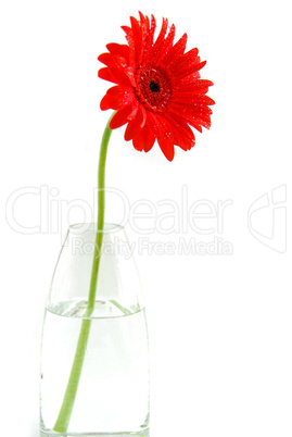 Red gerbera in a vase