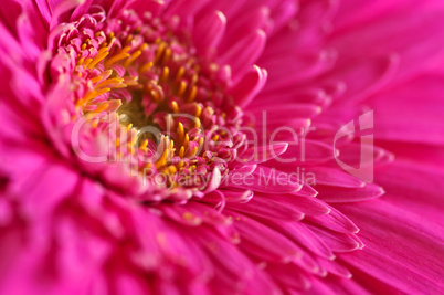 Gerbera flower