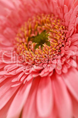 Gerbera flower