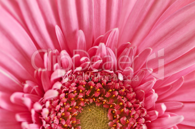 Gerbera flower