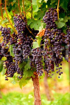 Red grapes