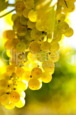 Yellow grapes