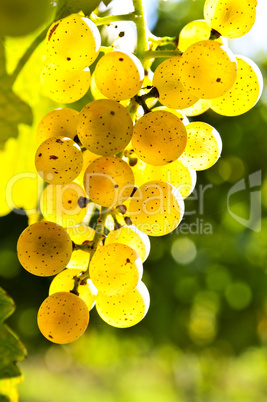Yellow grapes