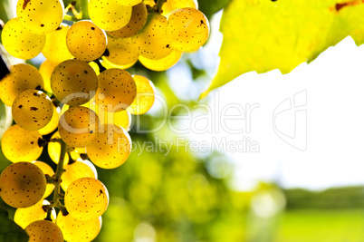 Yellow grapes