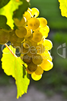 Yellow grapes