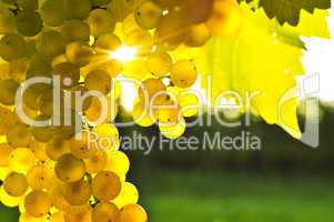 Yellow grapes