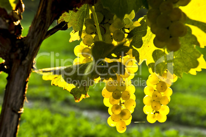 Yellow grapes