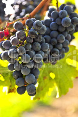 Red grapes