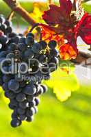 Red grapes