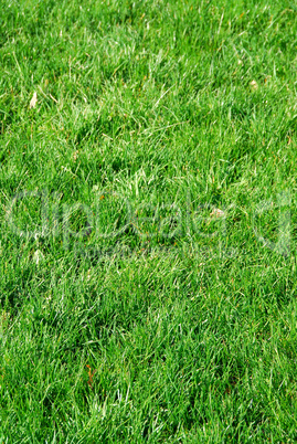 Grass background