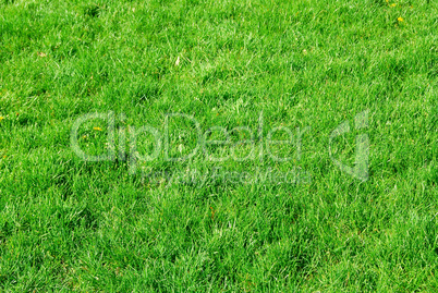 Green grass