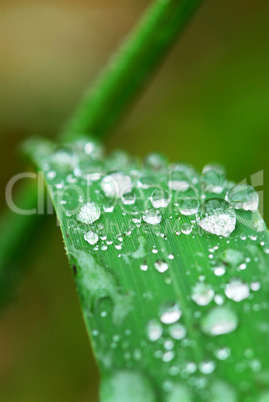 Raindrops on grass