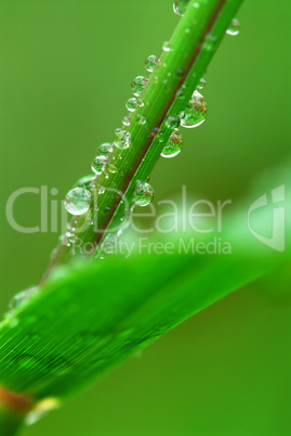 Raindrops on grass