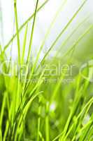 Green grass background