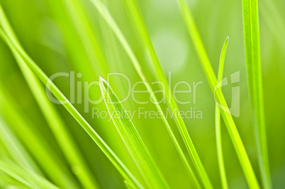 Green grass background