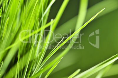 Green grass background