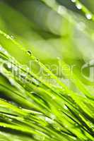 Green grass background