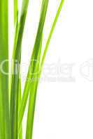 Green grass blades