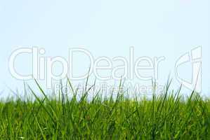 Grass sky background