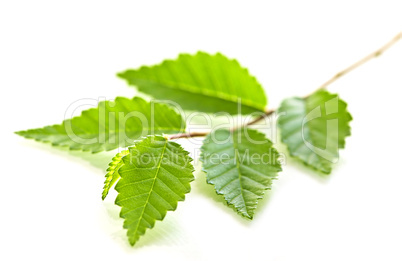 Branch with green leaves