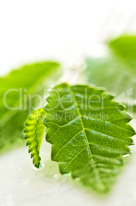 Branch with green leaves