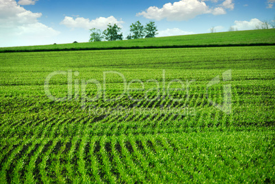 Green farm field