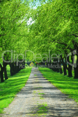 Green tree lane