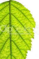 Isolated tree leaf
