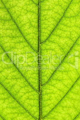 Green leaf texture