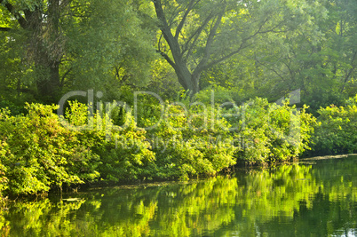 Green reflections in water