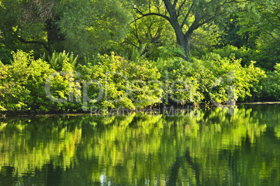 Green reflections in water