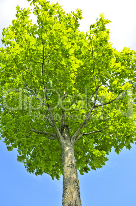 Green tree