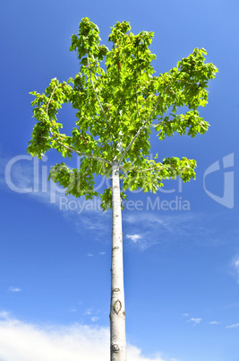 Green tree Green tree