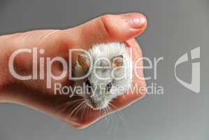 Hamster child hand