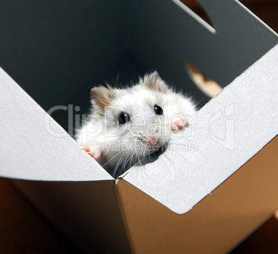 Hamster in a box