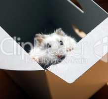 Hamster in a box